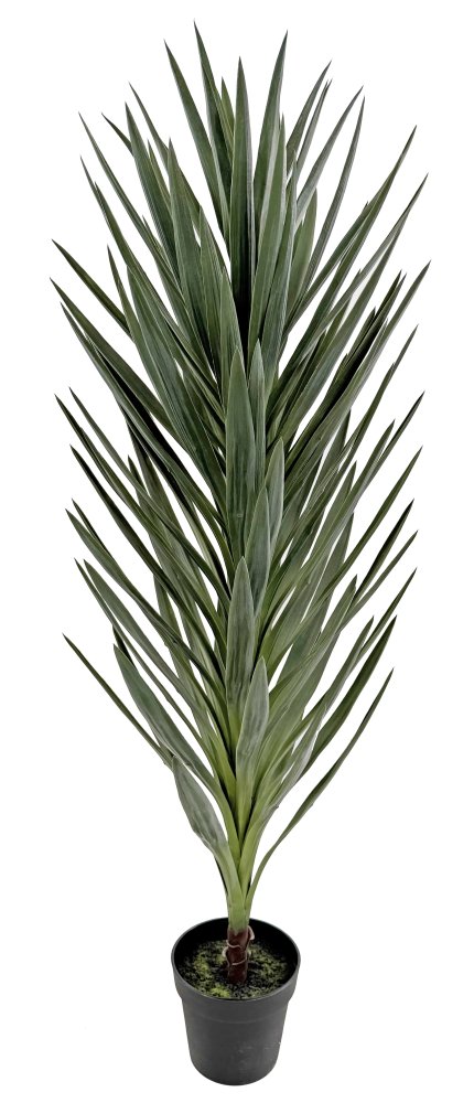 Юкка серо-зеленая в горшке 145 см