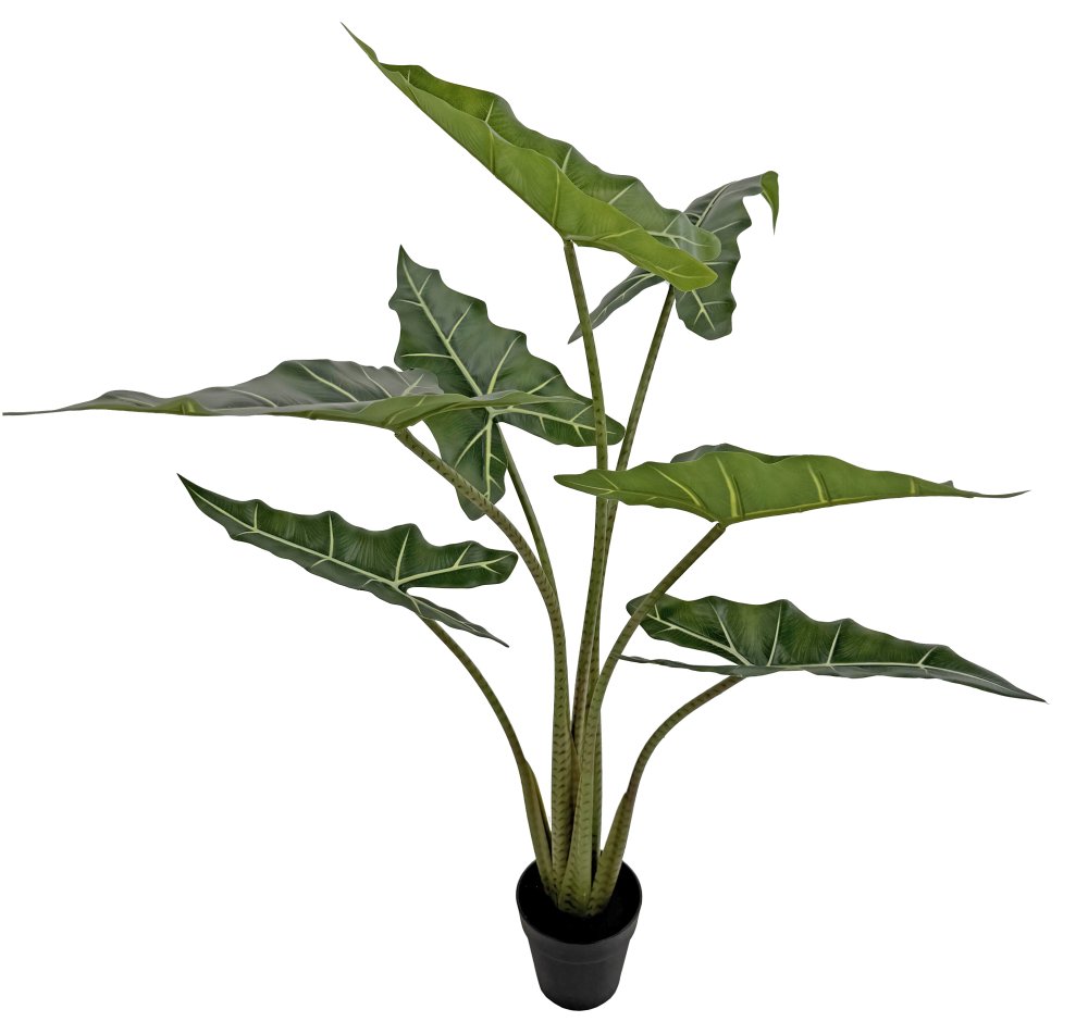 Растение алоказия в горшке 1м