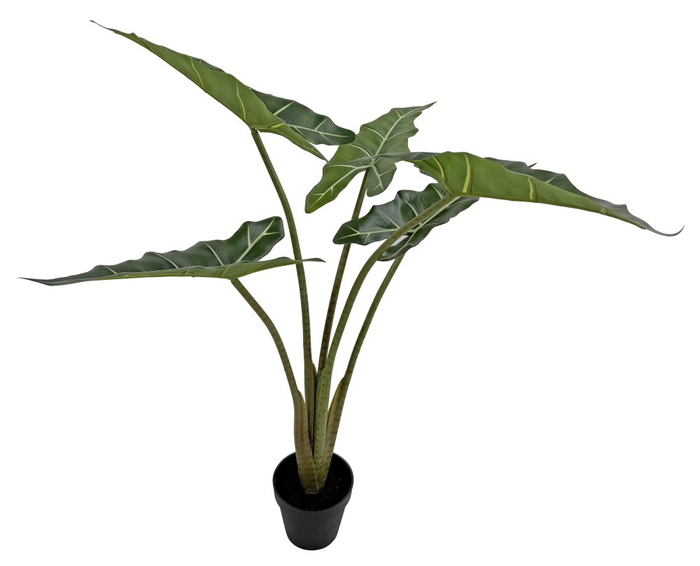 Растение алоказия в горшке 80 см