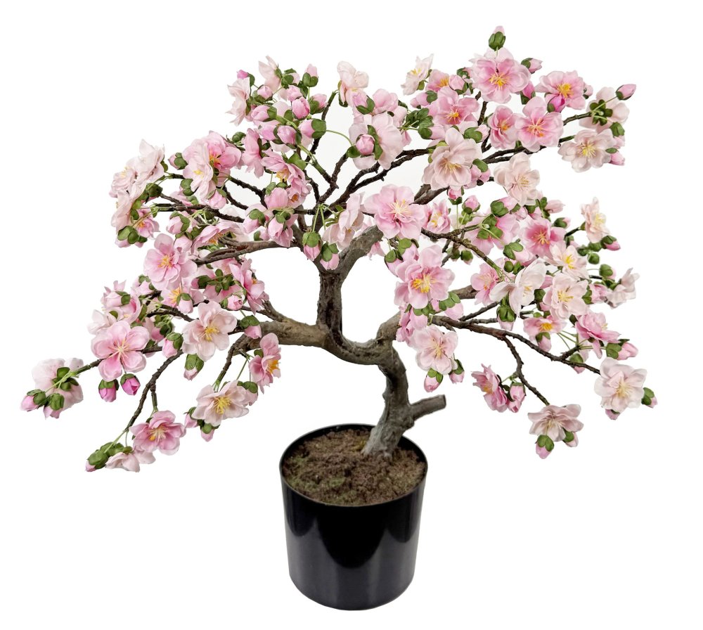 Вишневый бонсай в горшке высотой 60 см.