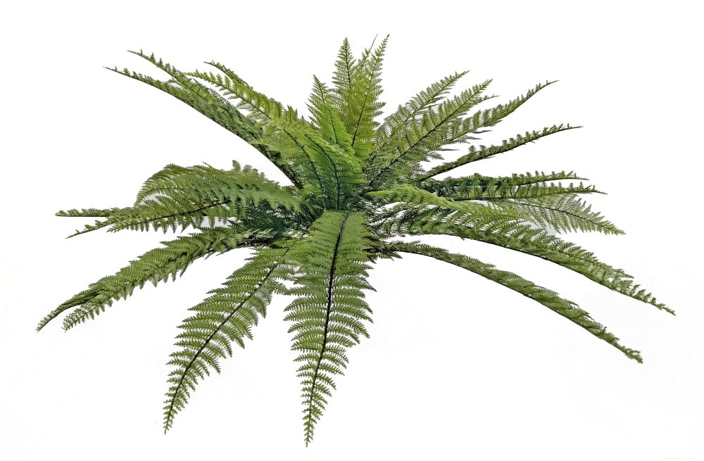 Папоротник кустовой зеленый 75 см