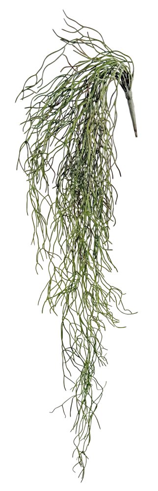 Суккулент подвесной 90 см