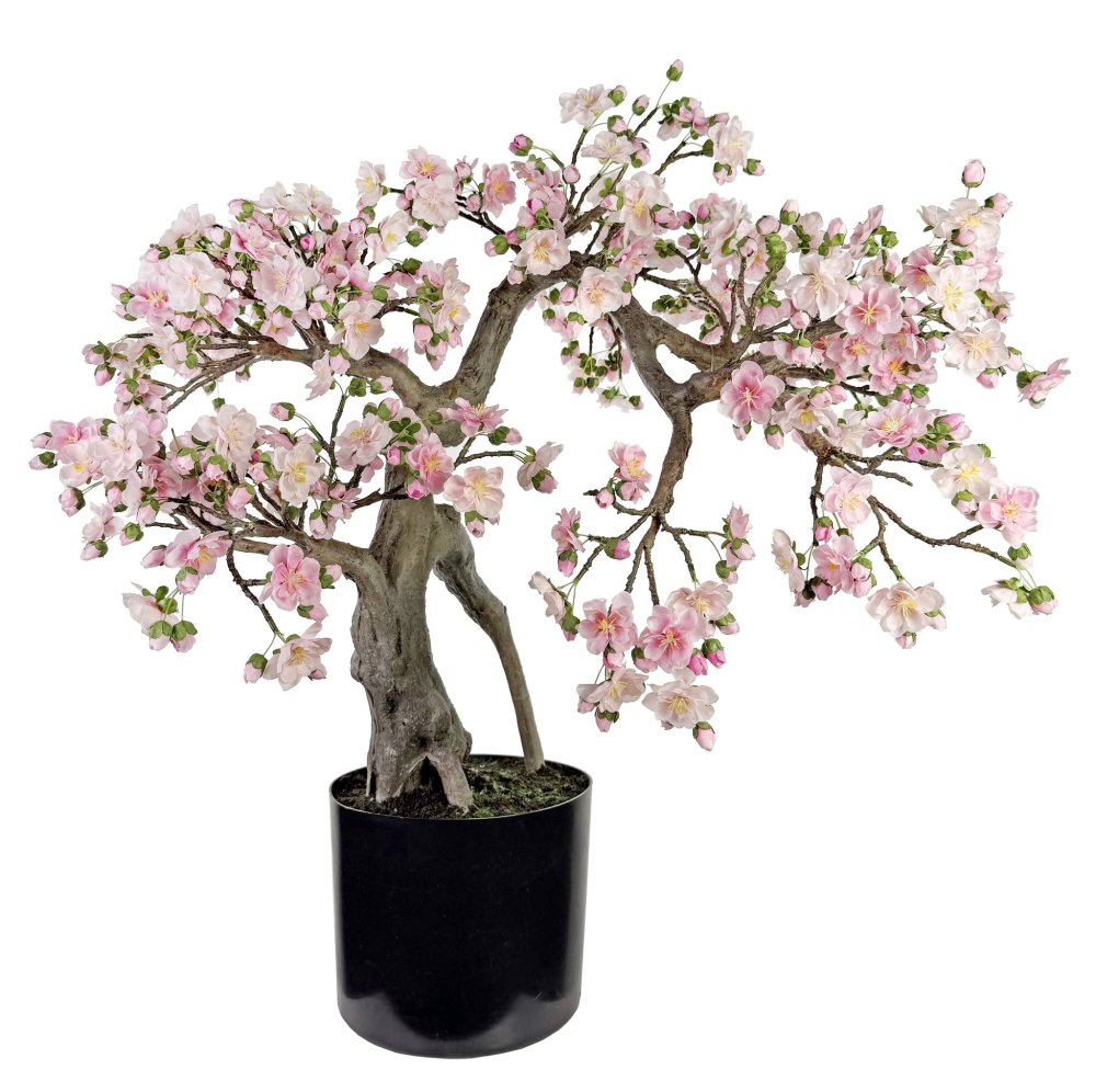 Вишневый бонсай в горшке высотой 80 см.