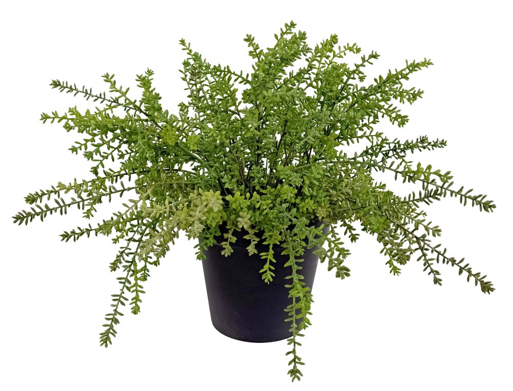 Седум в горшке 55 см