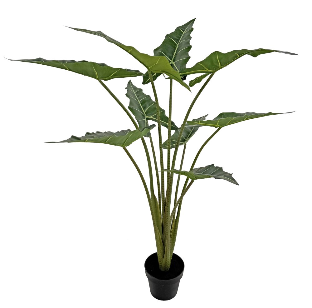 Алоказия растение в горшке 1,2м