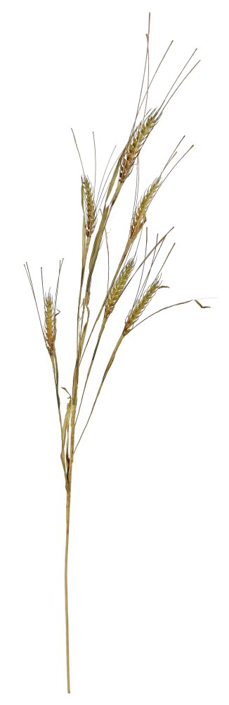 Стебель пшеницы 95 см