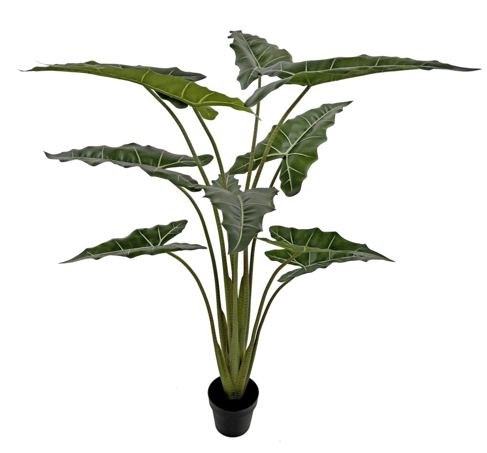 Алоказия растение в горшке 1,4м