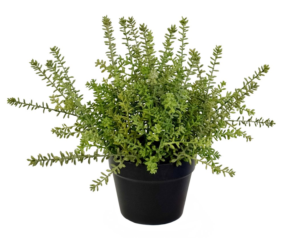 Седум в горшке 40 см