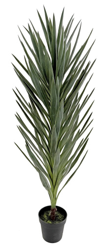 Юкка серо-зеленая в горшке 145 см