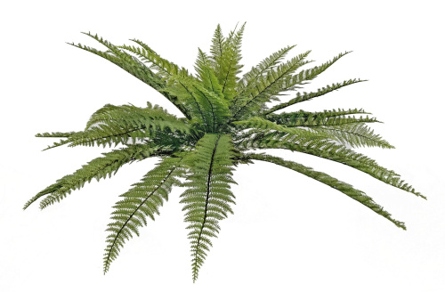 Папоротник кустовой зеленый 75 см