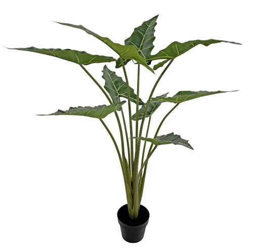 Алоказия растение в горшке 1,2м