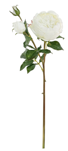 Роза с бутонами белая 52 см